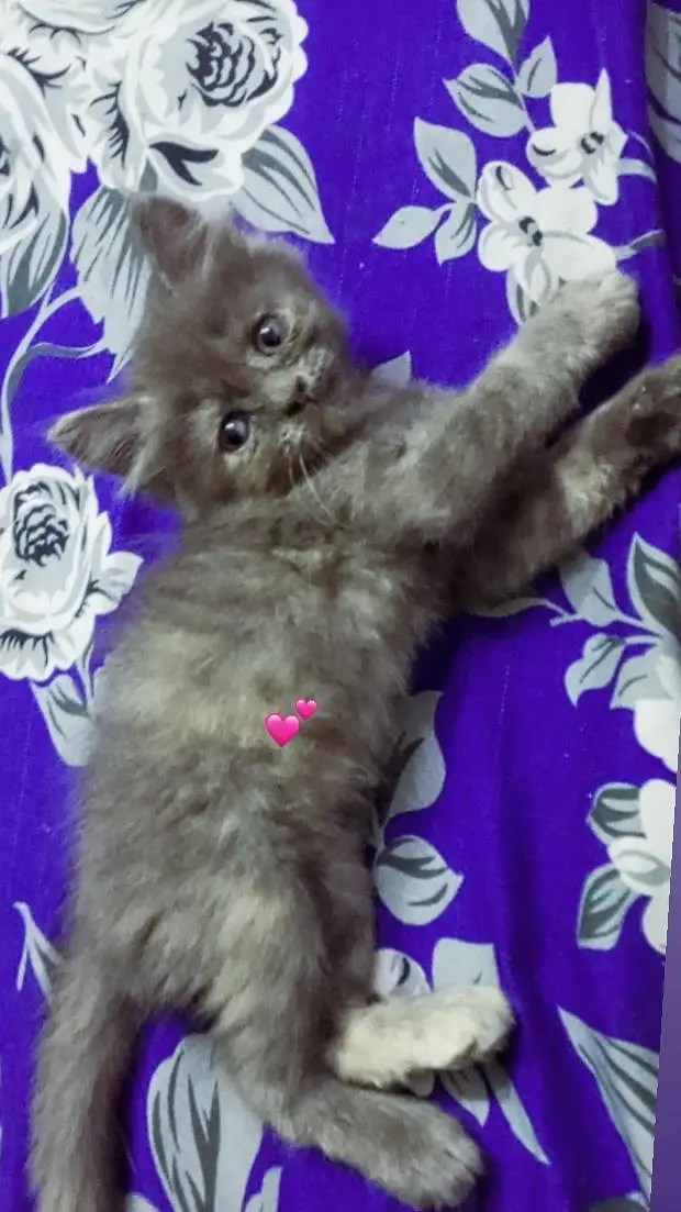 BEST PERSIAN KITTENS FOR SALE — photo 9