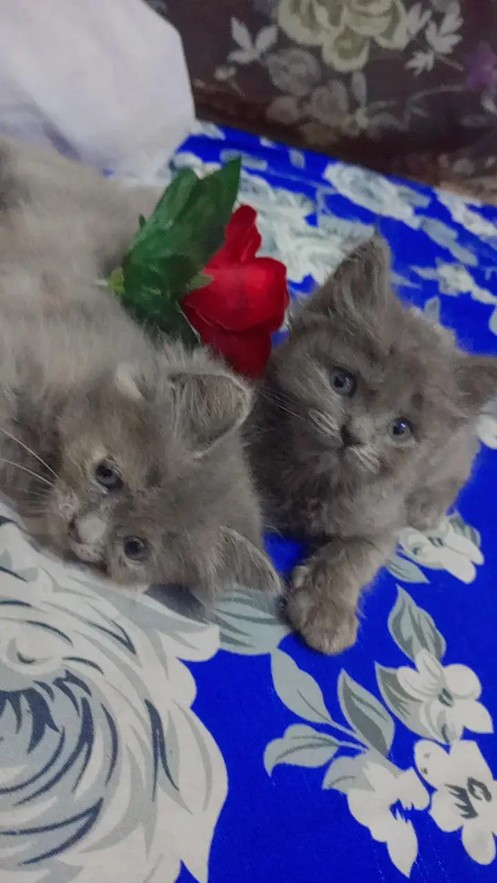 BEST PERSIAN KITTENS FOR SALE — photo 10