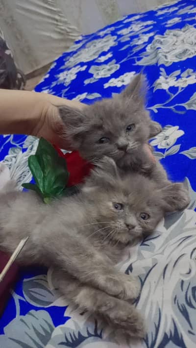 BEST PERSIAN KITTEN FOR SALE