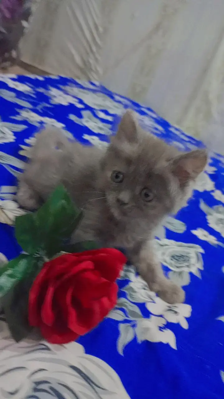 BEST PERSIAN KITTENS FOR SALE — photo 12