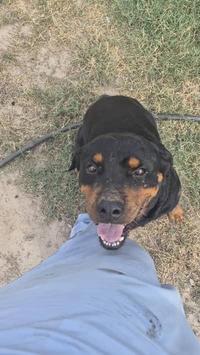 Rottweiler pair available