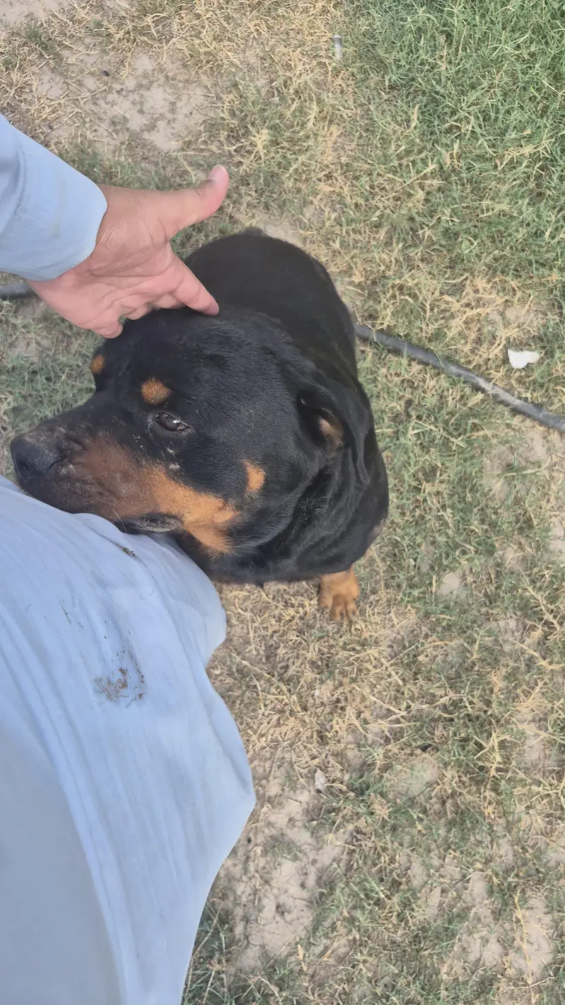 Rottweiler pair available — photo 2