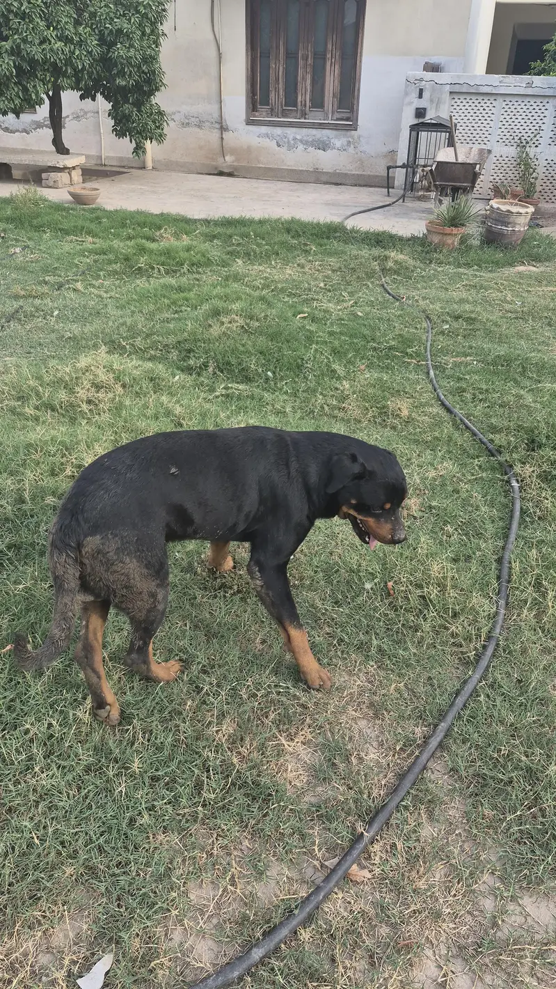 Rottweiler pair available — photo 3