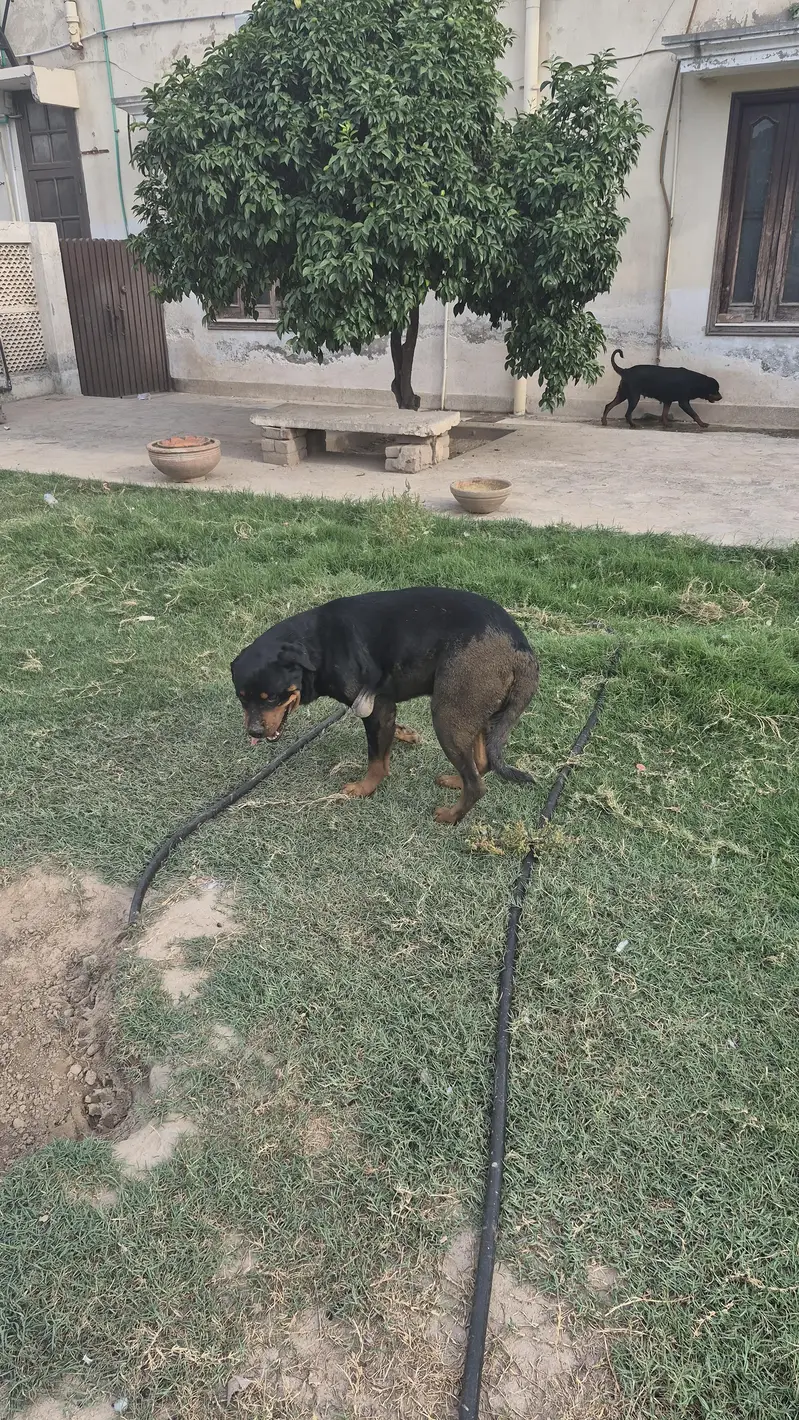 Rottweiler pair available — photo 4
