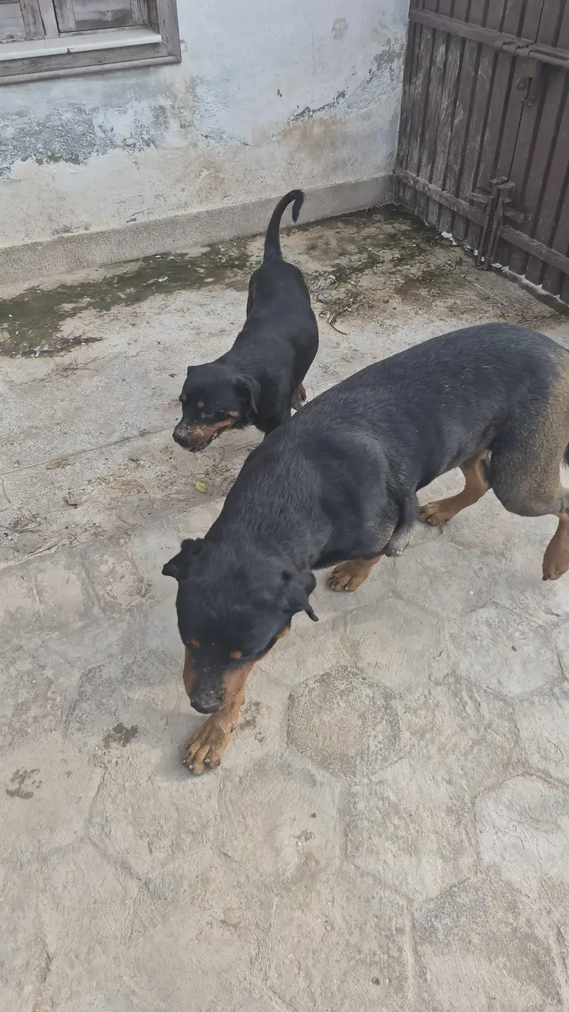 Rottweiler pair available — photo 5