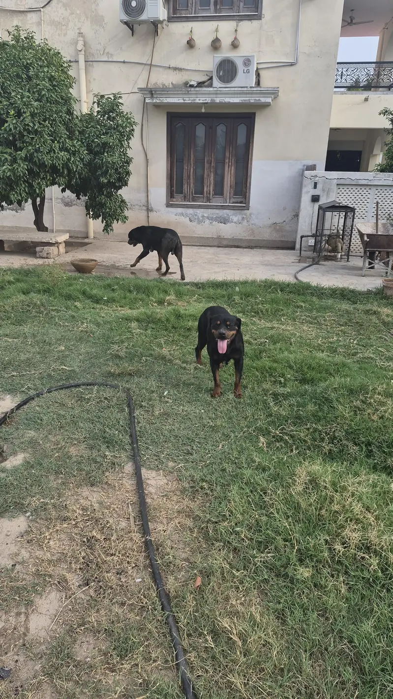 Rottweiler pair available — photo 6