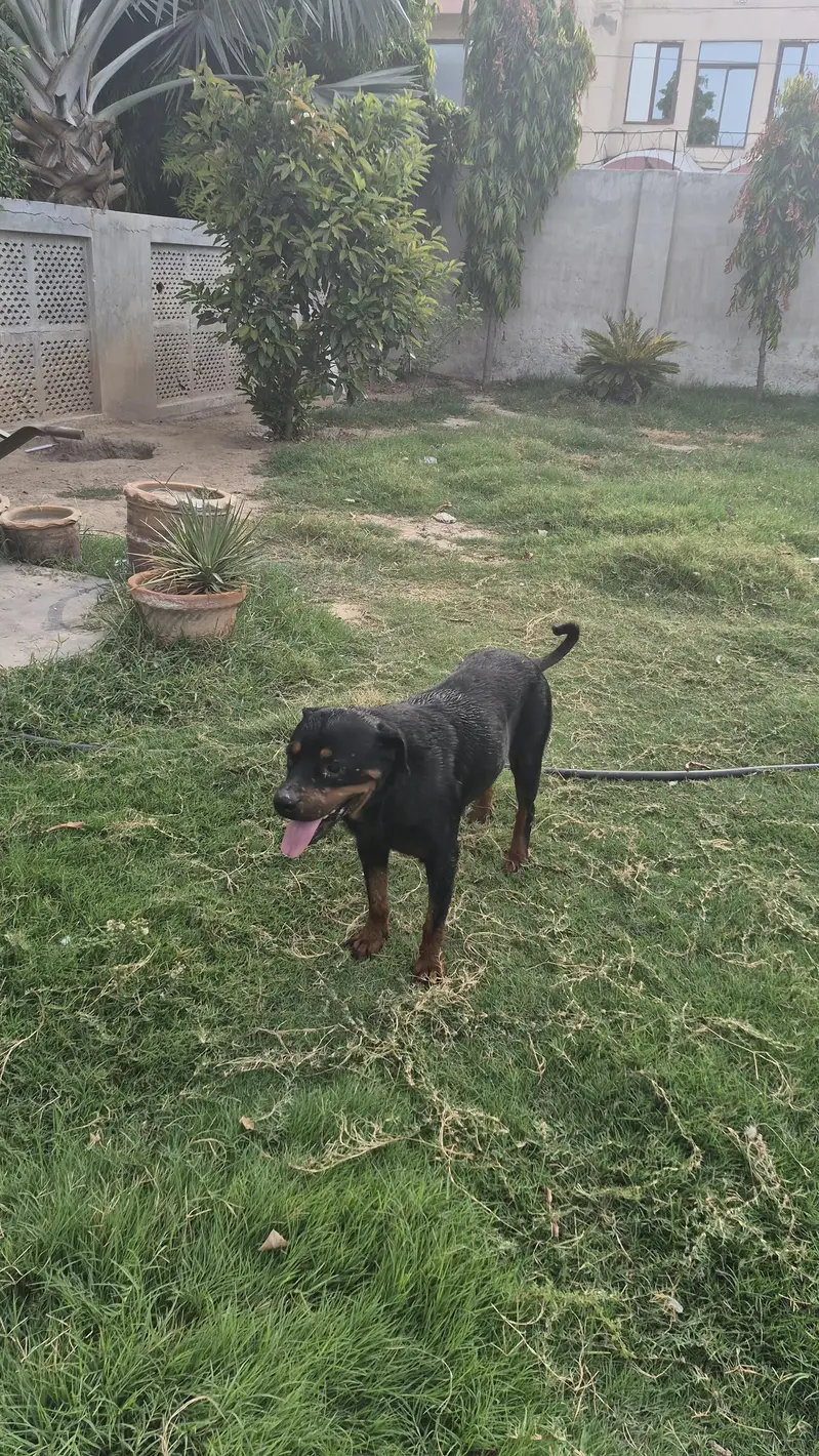Rottweiler pair available — photo 7