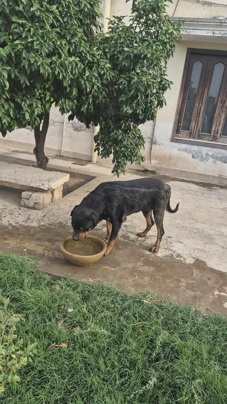 Rottweiler pair available — photo 8