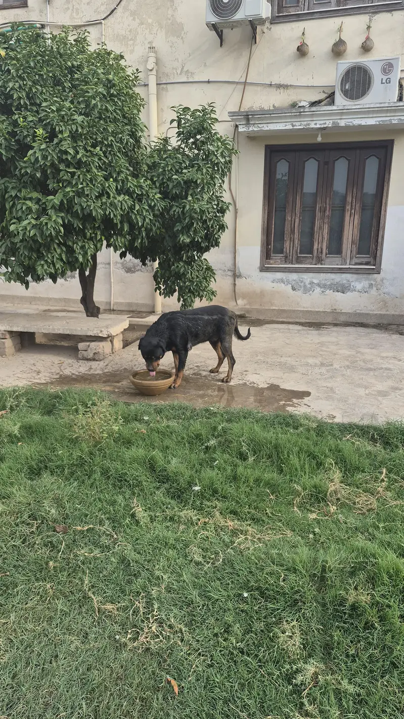 Rottweiler pair available — photo 9