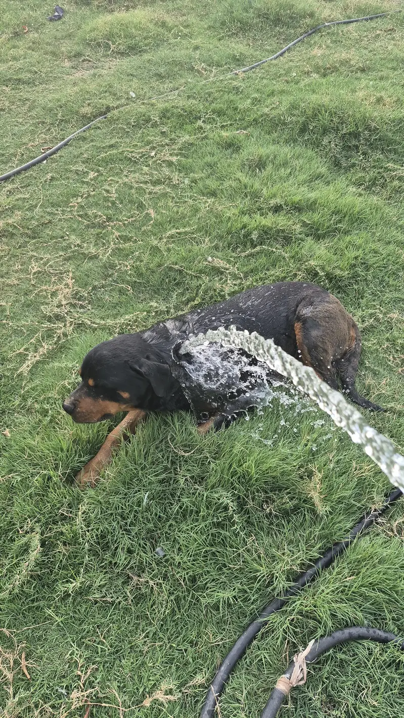 Rottweiler pair available — photo 10