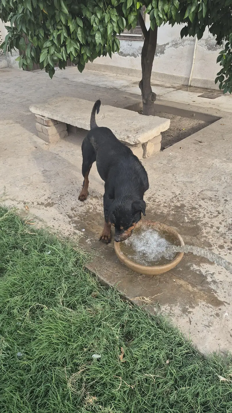 Rottweiler pair available — photo 11