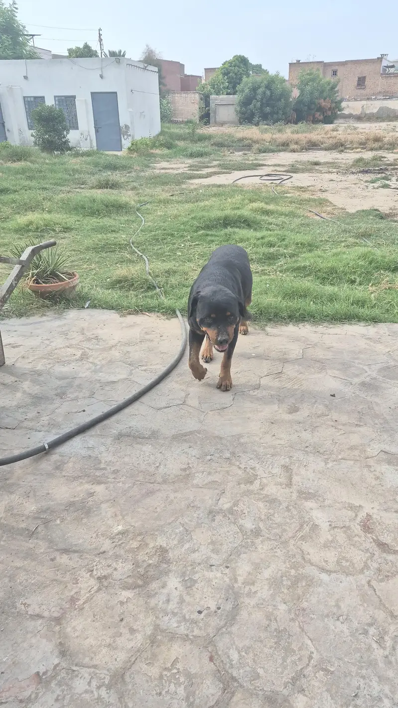 Rottweiler pair available — photo 12