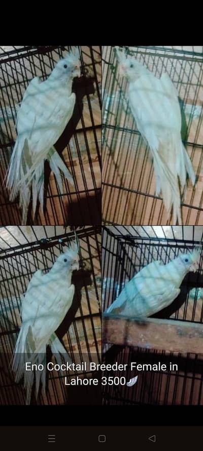 Cocktail Breeder Female
