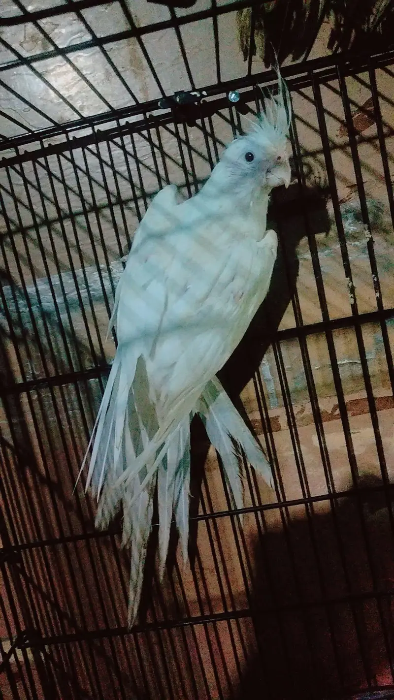 Cocktail Breeder Female — photo 2