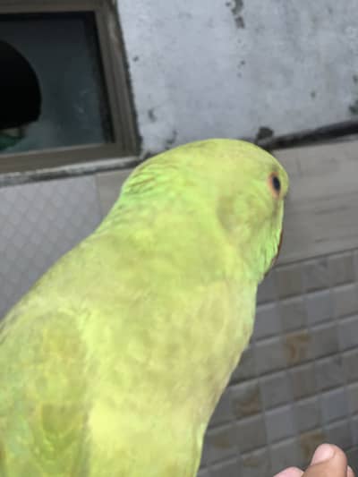 Ring neck tamed parrot for sale