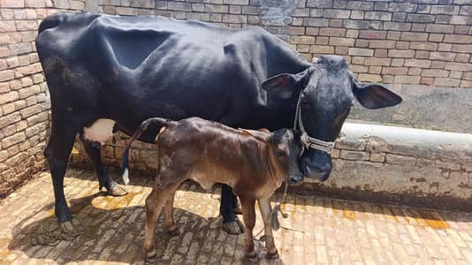 تازہ بچھڑی والی اچھی دودھ دینے والی گائے برائے فروخت – چکوال
