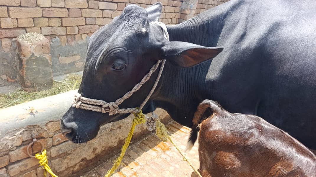 تازہ بچھڑی والی اچھی دودھ دینے والی گائے برائے فروخت – چکوال 2