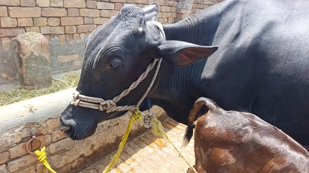 تازہ بچھڑی والی اچھی دودھ دینے والی گائے برائے فروخت – چکوال — photo 3