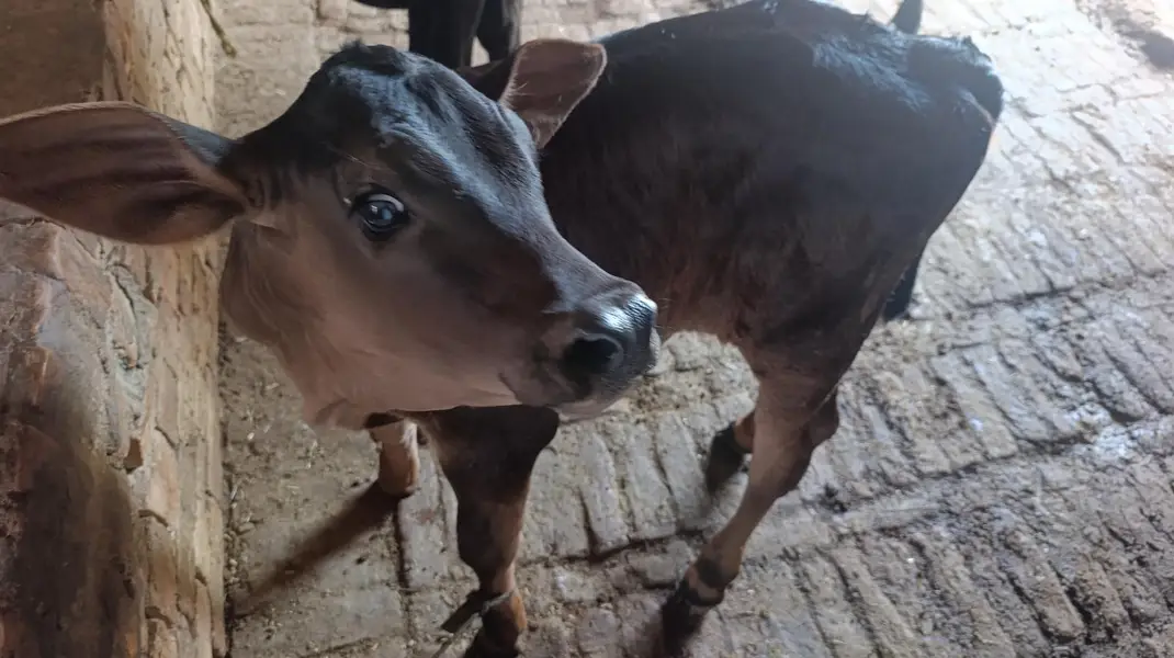 تازہ بچھڑی والی اچھی دودھ دینے والی گائے برائے فروخت – چکوال — photo 4