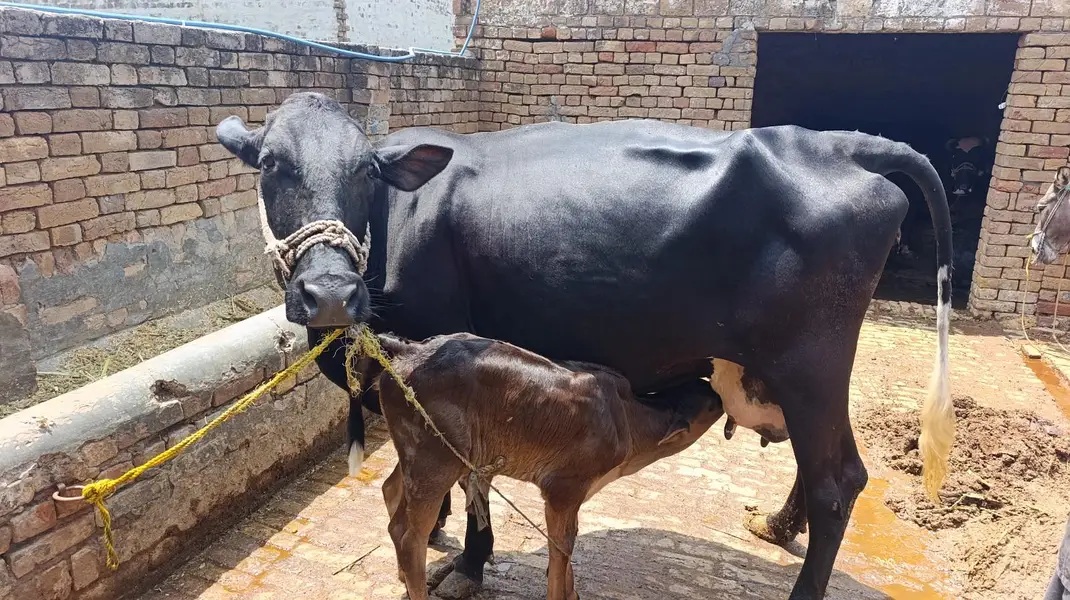 تازہ بچھڑی والی اچھی دودھ دینے والی گائے برائے فروخت – چکوال — photo 5