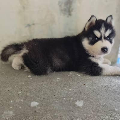 sibren husky puppy healty and active wolly coat havi bone structure