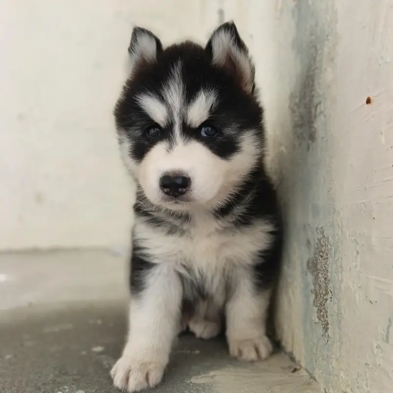 sibren husky puppy healty and active wolly coat havi bone structure — photo 2