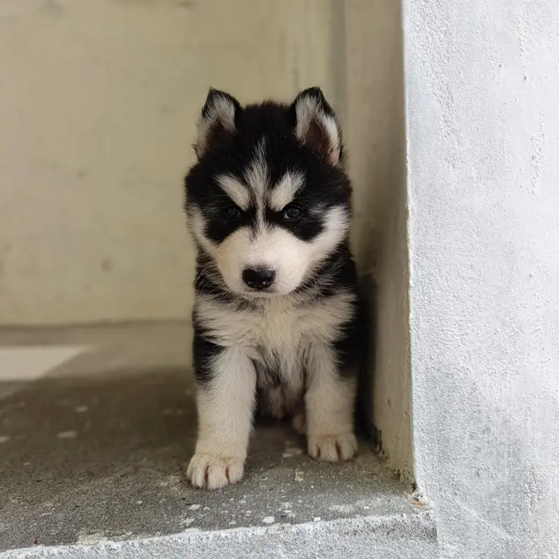 sibren husky puppy healty and active wolly coat havi bone structure — photo 3