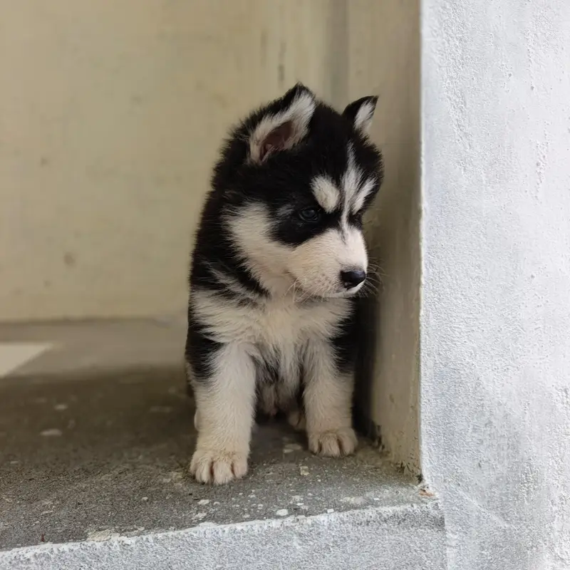 sibren husky puppy healty and active wolly coat havi bone structure — photo 4