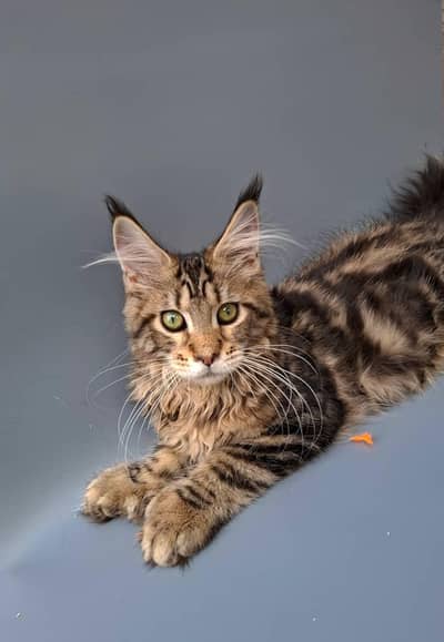 Maine coon kitten available