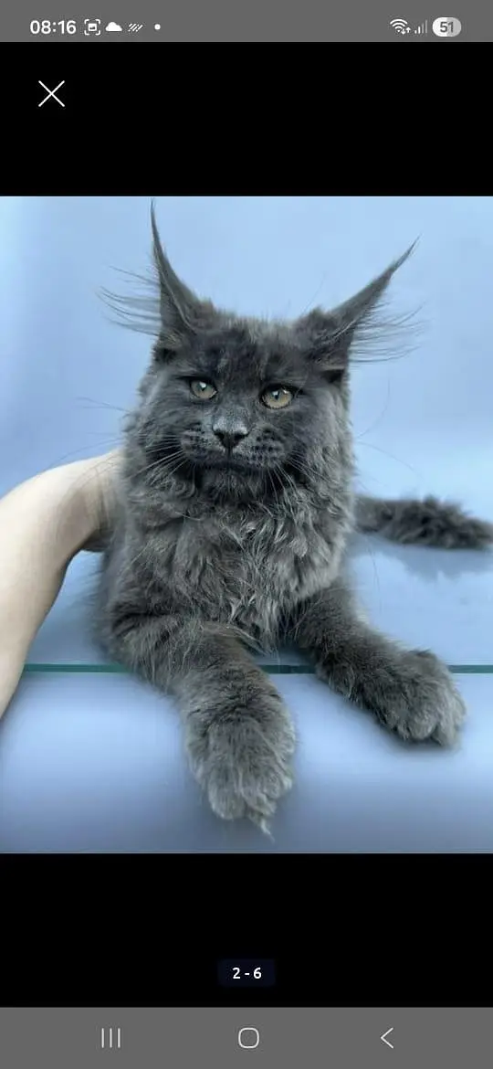 Maine coon kitten available — photo 2