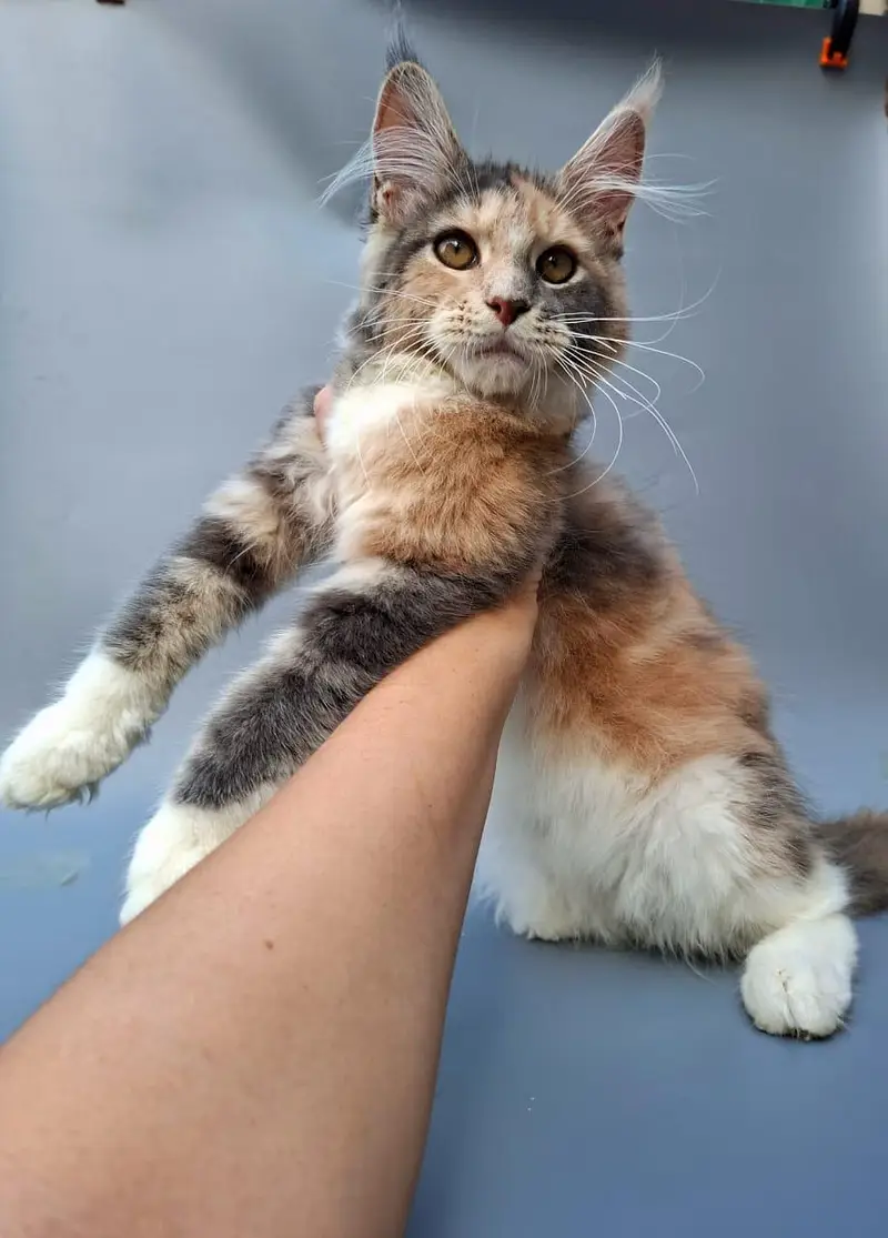 Maine coon kitten available — photo 3