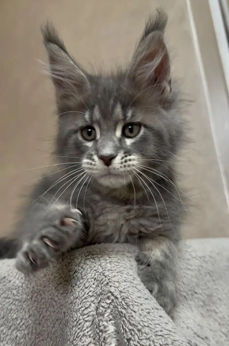 Maine coon kitten available — photo 4