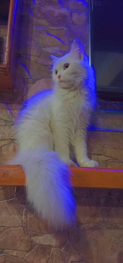Persian Female Mother and Kitten ( FOR SALE )