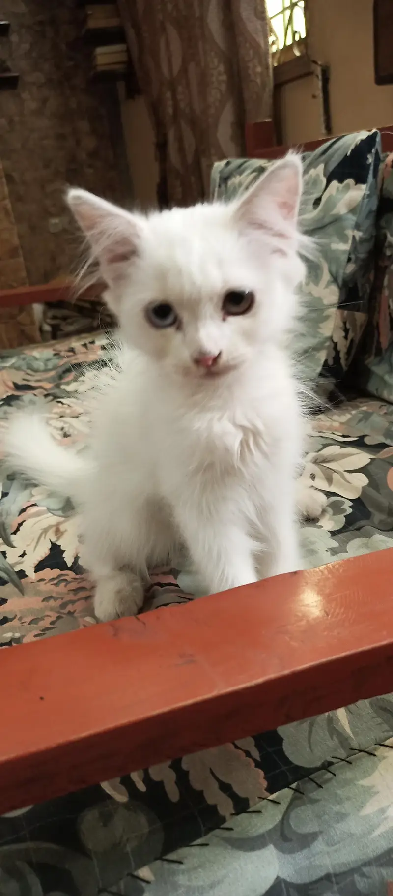 Persian Female Mother and Kitten ( FOR SALE ) — photo 3