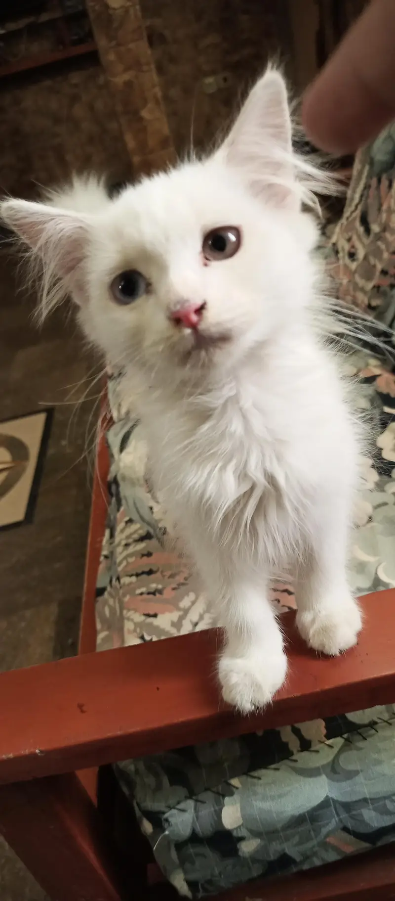 Persian Female Mother and Kitten ( FOR SALE ) — photo 4