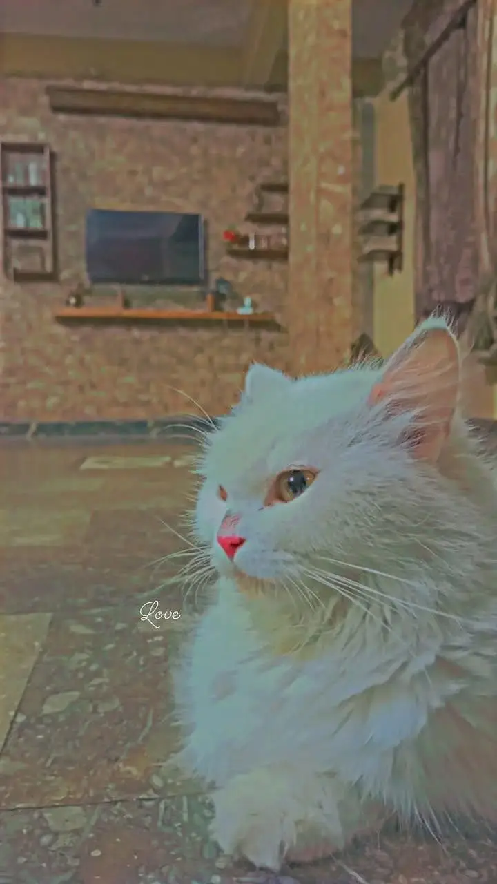 Persian Female Mother and Kitten ( FOR SALE ) — photo 5