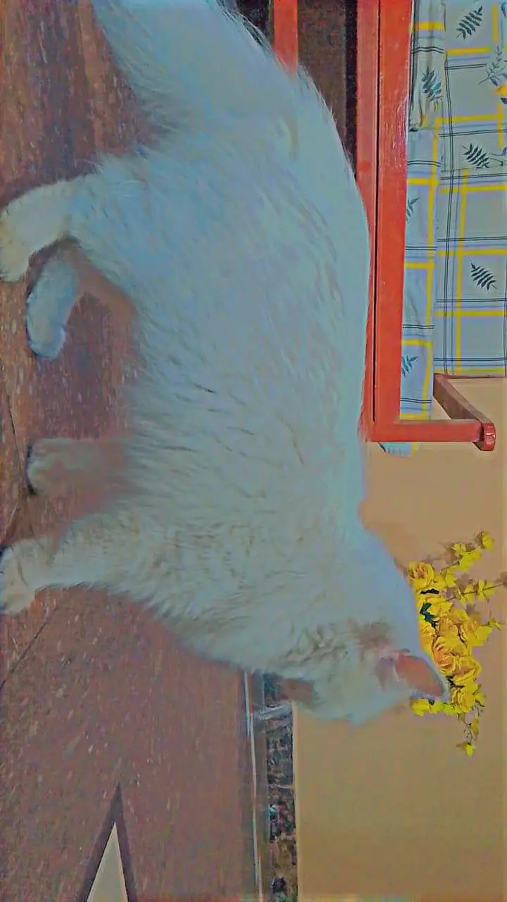 Persian Female Mother and Kitten ( FOR SALE ) — photo 6