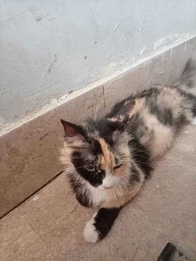 A domestic cat