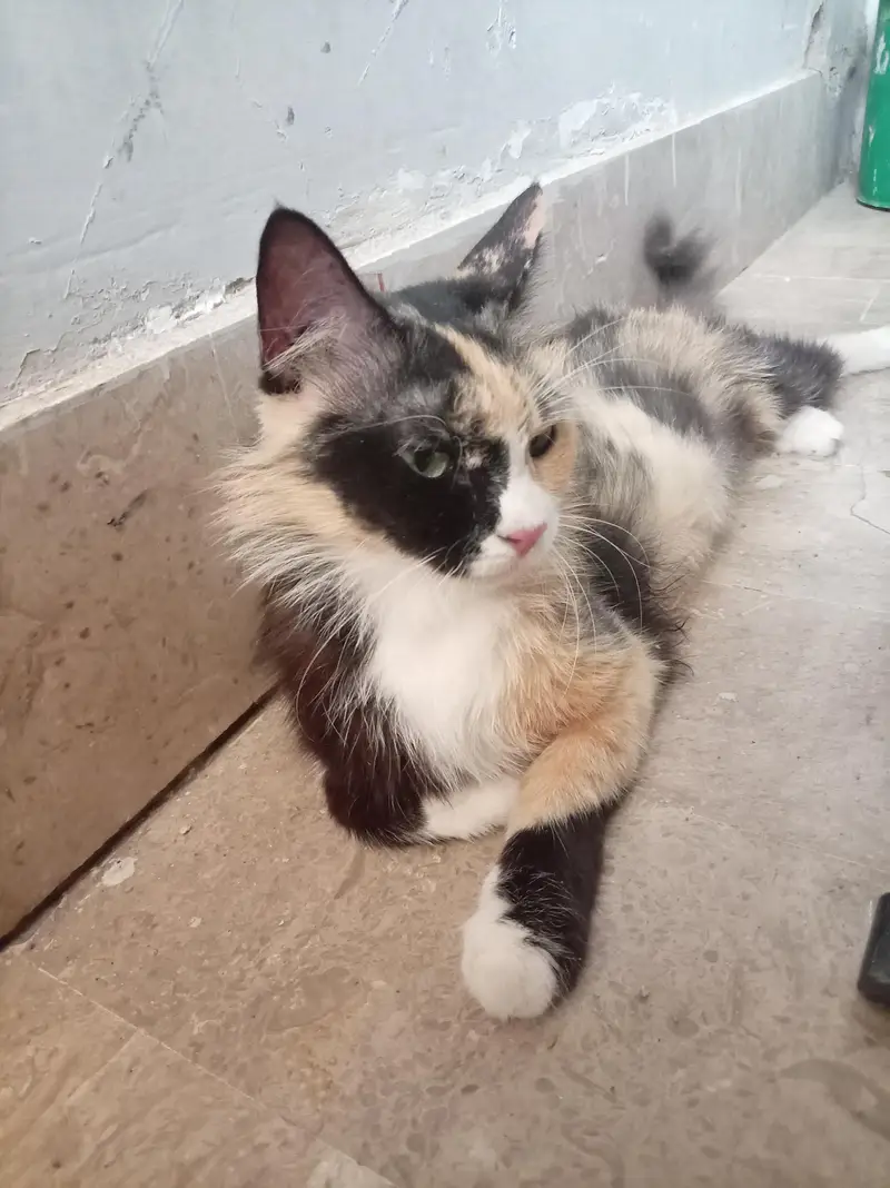 A domestic cat — photo 2