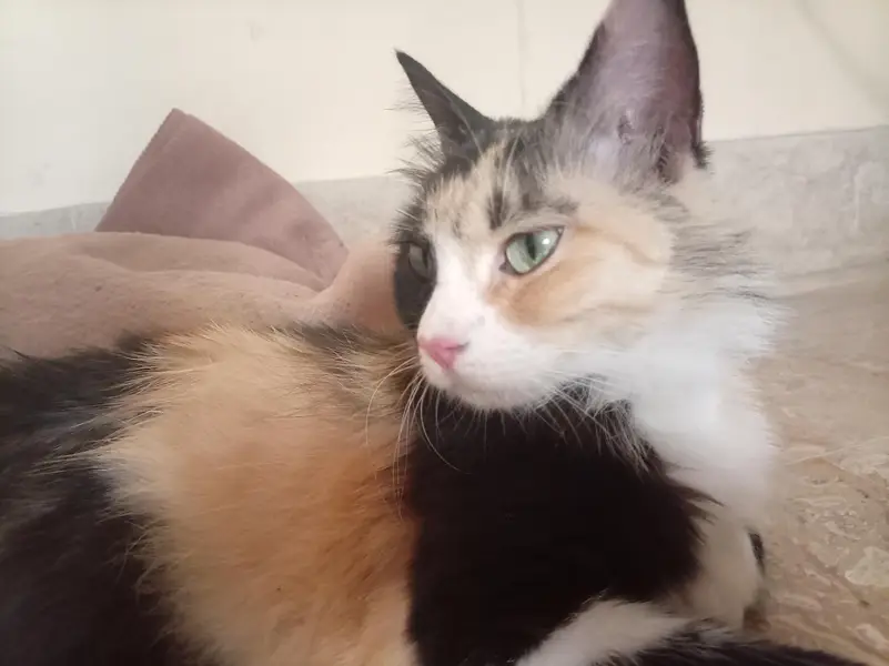 A domestic cat — photo 3