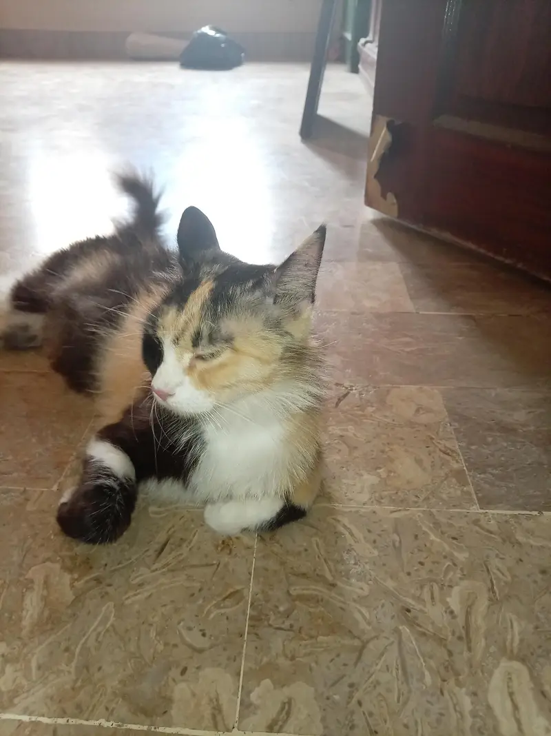 A domestic cat — photo 4