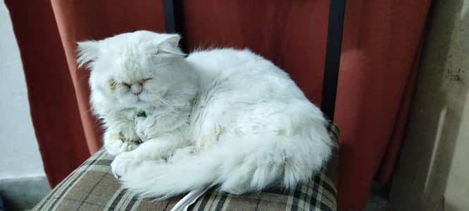 punch face Male persian stud male for sale