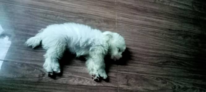 very playful and Active