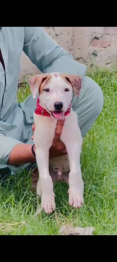 bully gultair male dog for sale