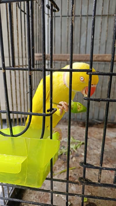 Yellow ringneck full tame full friendly never bite full active