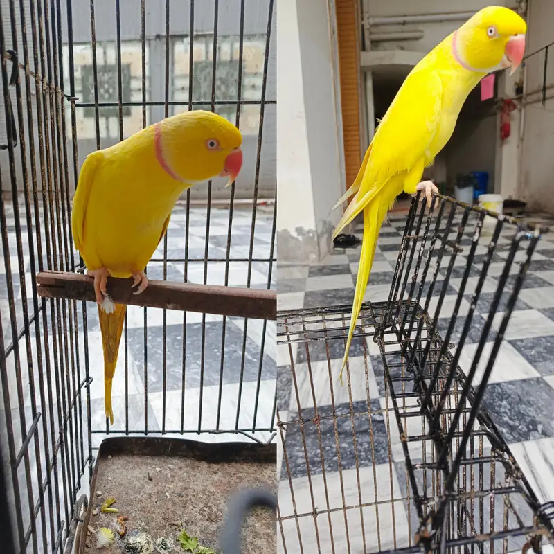 Yellow ringneck full tame full friendly never bite full active — photo 2