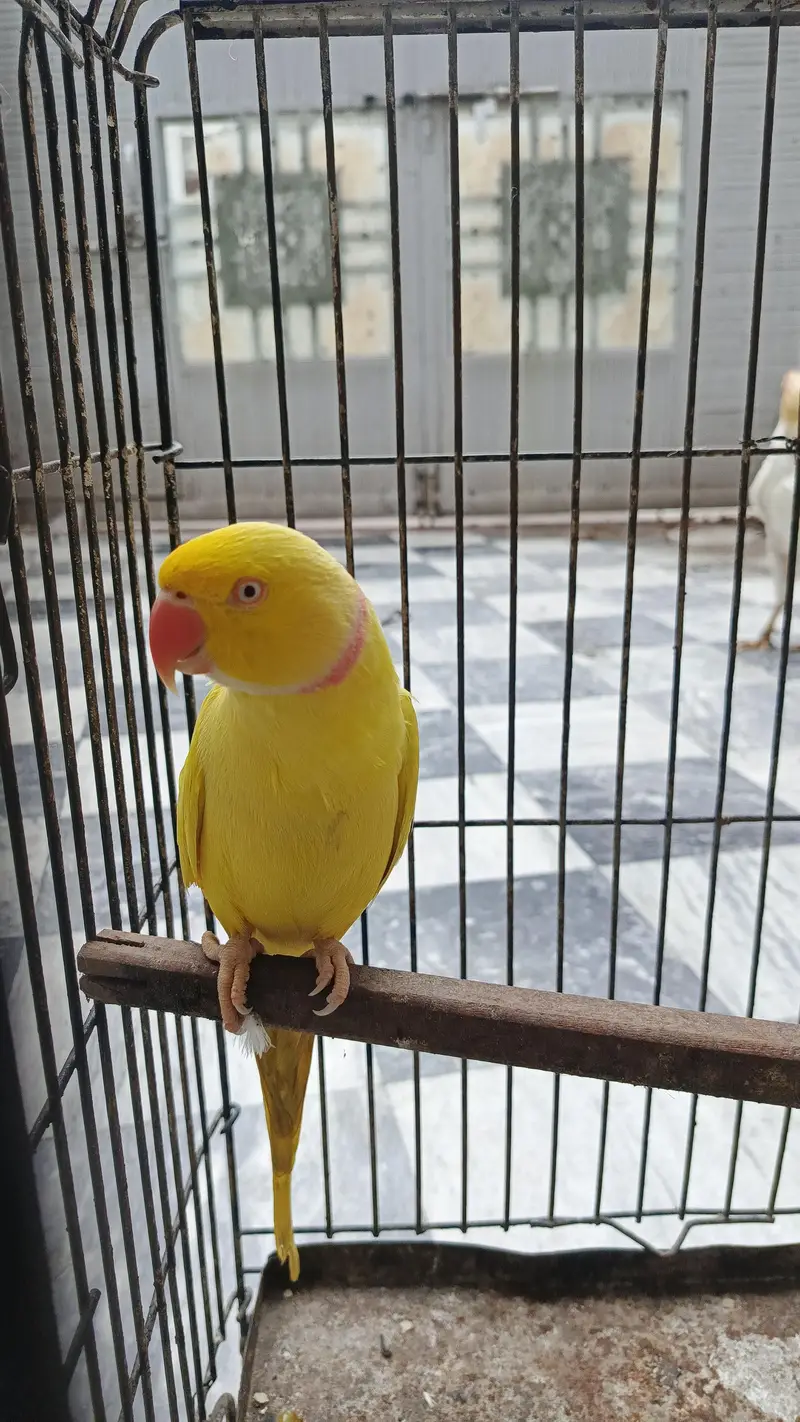 Yellow ringneck full tame full friendly never bite full active — photo 3