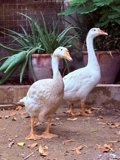 Duck | Batakh | Goose | Long Neck ( Pair )