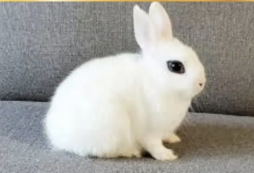 Fuzy loop or hottot males for sale pure quality 03368792398