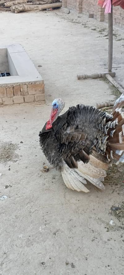 bilu calur me male for sale
